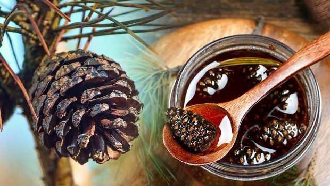 Kozalak pekmezi faydaları nelerdir?