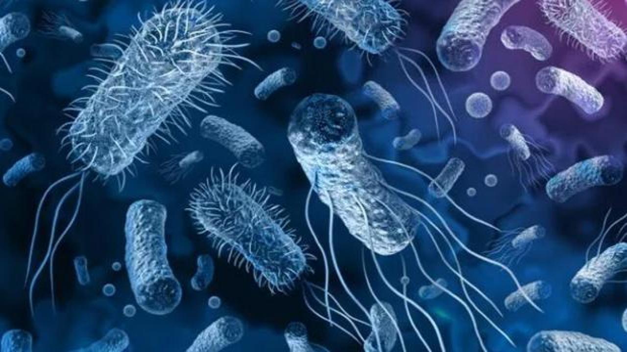 Kolera hastalığı belirtileri? Kolera insandan insana bulaşır mı?