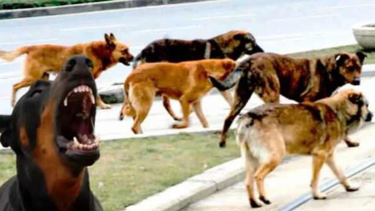 Batı'dan 'Sokak Hayvanları Günü' ikiyüzlülüğü!