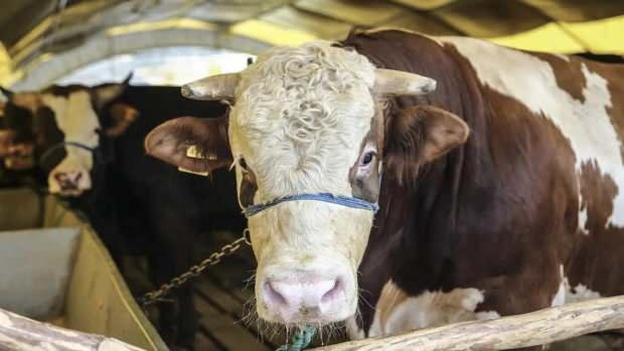 İzinsiz alanda kurban kesene 293 bin TL ceza!