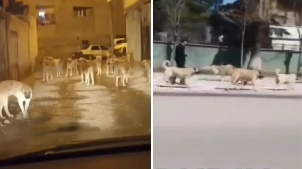 Kuduz karantinası uygulanan Siverek'te sokaklar köpek işgalinde!