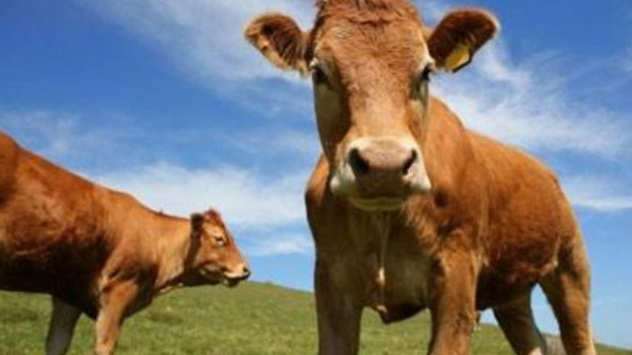 Firar Eden Danalar Sokaklarda Hareketli Anlar Yaşattı!