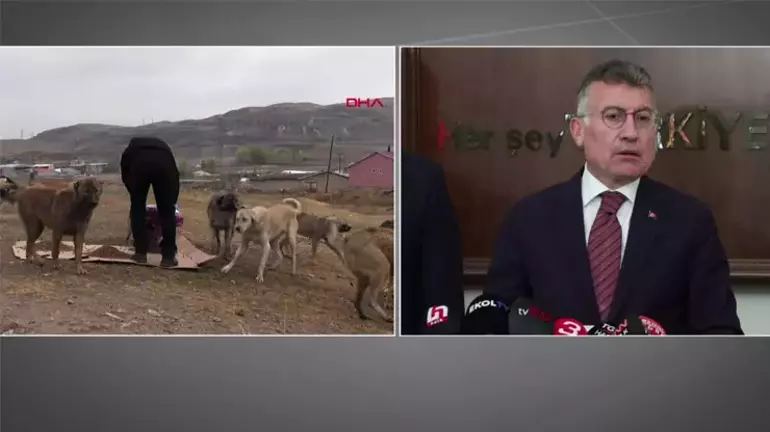 Sahipsiz Sokak Hayvanlarına Dair Yeni Kanun Teklifi!
