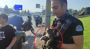 Bursa'da trafikte yavru kedi alarmı..Polisler 4 araca giren kediyi kurtardı
