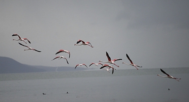 Flamingolardan İznik Gölü'nde görsel şölen