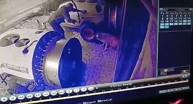 Tavuğunu yiyen köpeği döverek öldürdü...