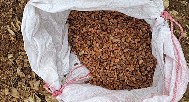 Kayın tohumları toprakla buluşuyor