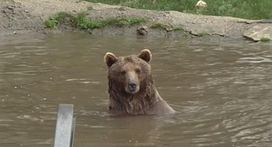 Ayı firarda...Milli parklar ve bölge sakinleri alarmda