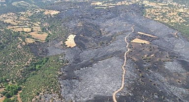 Bursa'da ormanlar küllerinden doğuyor