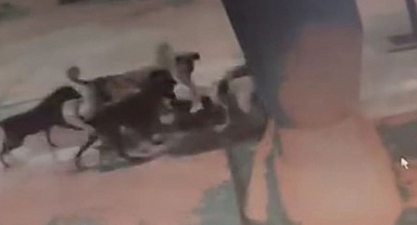 Sahipsiz köpekler kediyi parçaladı