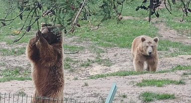 Teleferikte meydana gelen aksama nedeniyle havada asılı kaldılar