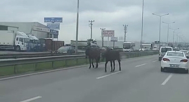 Başıboş atlar ana yolu hipodroma çevirdi
