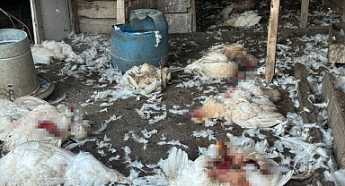 Bursa’da başıboş köpekler çiftlikteki koyun ve tavuklara saldırdı