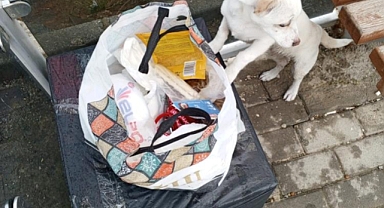 Yavru köpek soğukta