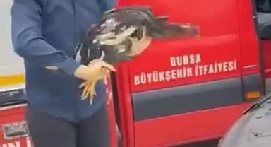 Araç motoruna bu kez kedi değil, horoz girdi