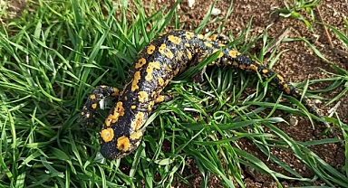 Baharla birlikte Benekli Semenderler çıkmaya başladı; Zarar vermenin bedeli, 557.212 TL