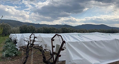 Bursa'da zirai donun faturası ağır olacak