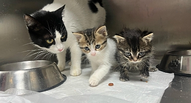 Büyükşehir, bayramda da can dostların yanında