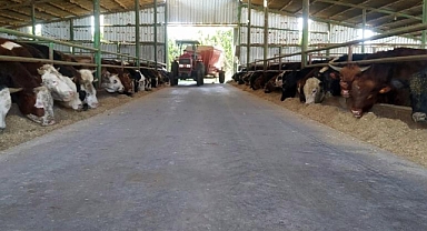 Kurbanlık fiyatlarında geçen yıla oranla büyük değişiklik yok