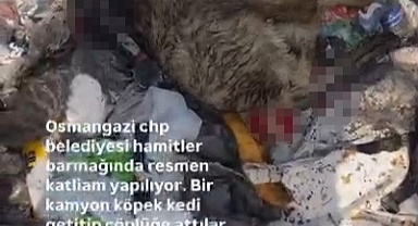 Osmangazi'de hayvan katliamı kenti ayağa kaldırdı