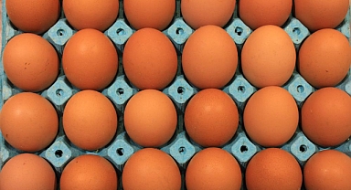 Üniversiteli tavukların yumurtaları daha hesaplı