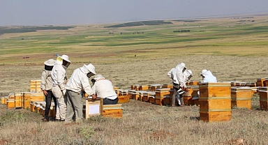 Zirai don ağzımızın tadını kaçıracak; bal üretimi düşecek