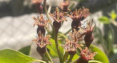  Zirai don Bursa Ovası'nda armut ve şeftaliyi teğet geçti