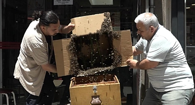 Binlerce arı iş merkezini bastı