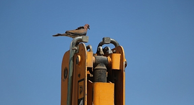 Binlerce liralık kaybı göze alan operatör, kumru yuvası bozulmasın diye 17 gündür kepçesine kontak vurmadı
