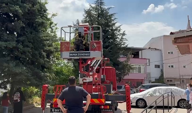 Bursa'da ağaçta mahsur kalan kedileri itfaiye kurtardı