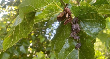 Bursa’da yüzlerce çiftçinin kabusu oldu...Kiraz, erik ve dutlarda büyük zarar