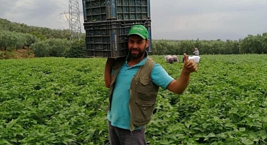 Damaklarda iz bırakan 'nazende' fasulyesinin hasadına başlandı
