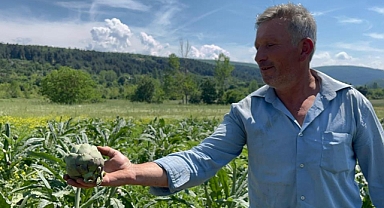 Dünyaca ünlü enginarları hırsızlar hasat etti... Polis her yerde onları arıyor