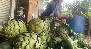 Enginar bıçakçılarında hasat yoğunluğu