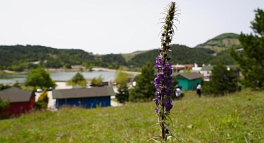 Gürsu'nun Gök Sığırkuyruğu çiçekleri açtı