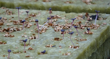 Her şey 6 yıl önce Amerika’ya gitmesiyle başladı, Türkiye’ye teknolojik tarımı getirdi