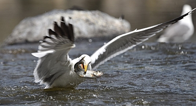 Martıların balık avı