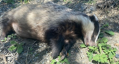 Nesli tükenme tehlikesi altında olan Avrupa porsuğu ölü bulundu