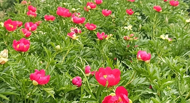 Spil’de şakayıklar açtı: Koparmanın cezası 557 bin 212 TL