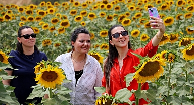 Tarlalarda görsel şölen: Ayçiçekler tarlaları sarıya boyadı