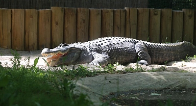 Timsah güney banyosu keyfi...