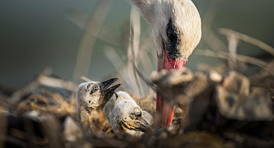 Yaren leyleğin ailesine yeni üyeler katıldı