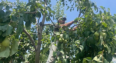 Armut dalda kilosu 40 lira