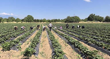 Bursa'da 'kırmızı elmas' hasadı başladı