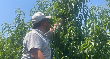 Bursa şeftalisi sezona dalında 50 lirayla başladı