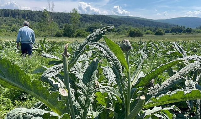 Enginarları bir gecede hasat eden hırsızlar yakalandı