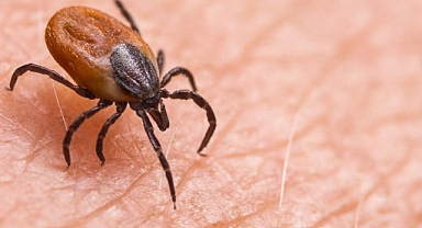 Kenenin yapıştığı yaşlı kadın öldü, kentte ölü sayısı 8’e ulaştı