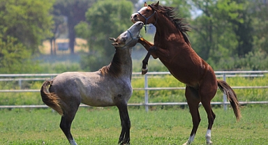 Litresi 2,5 milyon lira yok satıyor