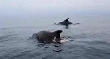 Mudanya sahilinde yunuslarla unutulmaz karşılaşma