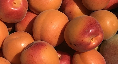 Tazesi 100 kurusu bin lira